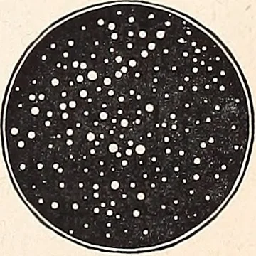 An illustration from The constellations and how to find them; 13 maps, showing the position of the constellations in the sky during each month of any year. A popular and simple guide to a knowledge of the starry heavens, with introduction, general explanations, and a separate description of each map, 1887, leaf 38