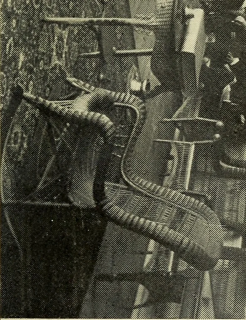 An illustration from The constitution, by-laws and house rules of the Westmoreland Club of Richmond, Va, 1916, leaf 24