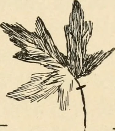 An illustration from Constructive work;, 1905, leaf 30