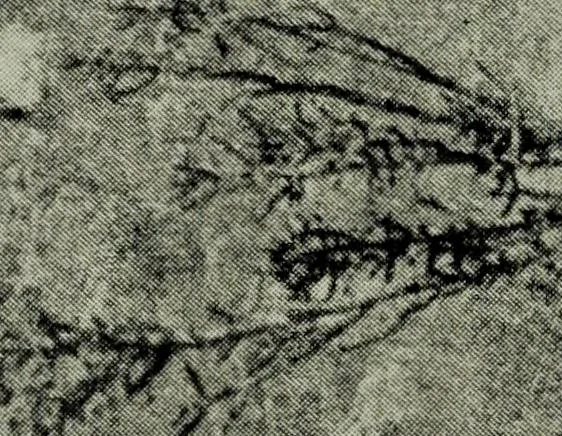An illustration from Contributions to the history of the south-western portion of the United States, 1890, leaf 162