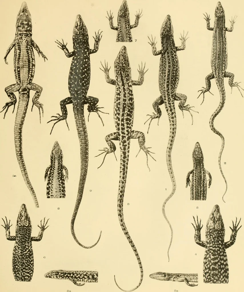 An illustration from A contribution to our knowledge of the varieties of the wall-lizard (Lacerta muralis) in Western Europe and North Africa, 1905, leaf 102