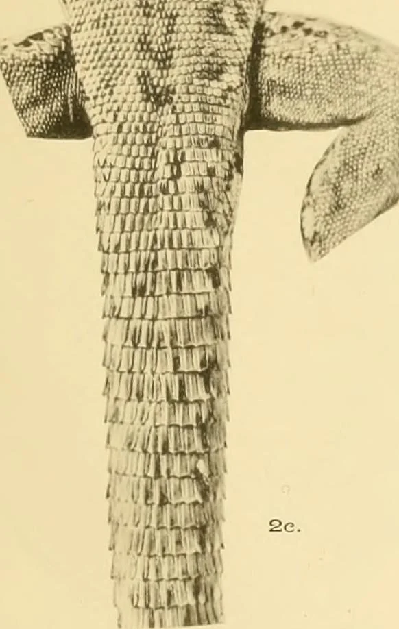 An illustration from A contribution to our knowledge of the varieties of the wall-lizard (Lacerta muralis) in Western Europe and North Africa, 1905, leaf 106