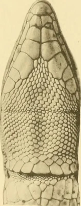 An illustration from A contribution to our knowledge of the varieties of the wall-lizard (Lacerta muralis) in Western Europe and North Africa, 1905, leaf 106