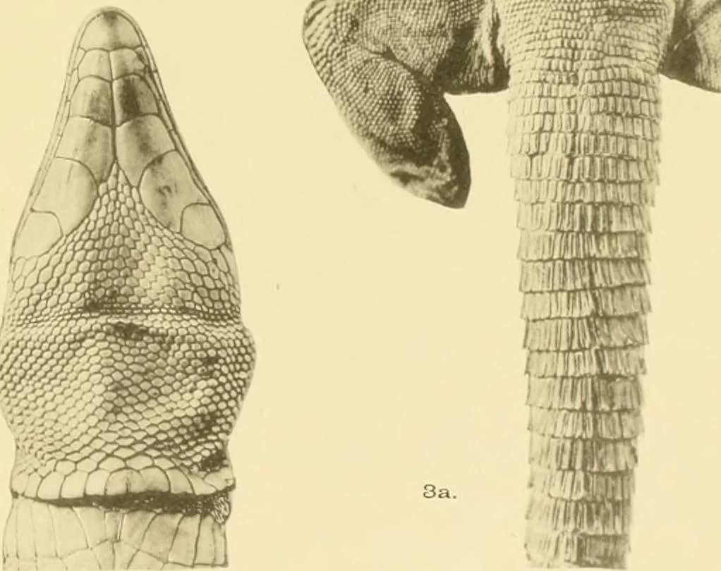 An illustration from A contribution to our knowledge of the varieties of the wall-lizard (Lacerta muralis) in Western Europe and North Africa, 1905, leaf 106