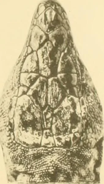 An illustration from A contribution to our knowledge of the varieties of the wall-lizard (Lacerta muralis) in Western Europe and North Africa, 1905, leaf 106