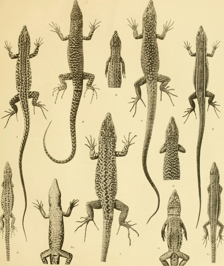 An illustration from A contribution to our knowledge of the varieties of the wall-lizard (Lacerta muralis) in Western Europe and North Africa, 1905, leaf 110