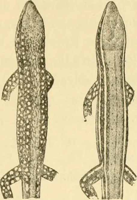 An illustration from A contribution to our knowledge of the varieties of the wall-lizard (Lacerta muralis) in Western Europe and North Africa, 1905, leaf 28