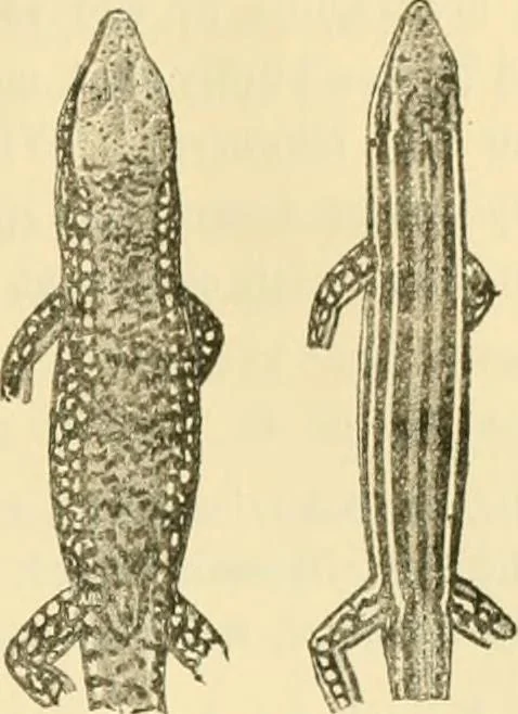 An illustration from A contribution to our knowledge of the varieties of the wall-lizard (Lacerta muralis) in Western Europe and North Africa, 1905, leaf 28