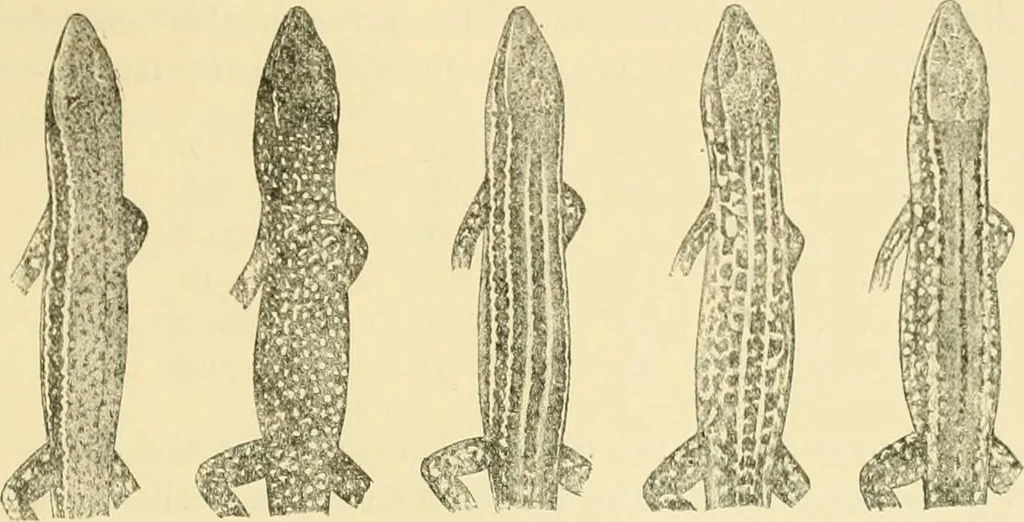 An illustration from A contribution to our knowledge of the varieties of the wall-lizard (Lacerta muralis) in Western Europe and North Africa, 1905, leaf 58