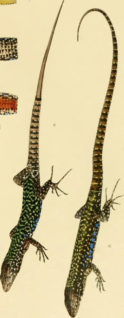 An illustration from A contribution to our knowledge of the varieties of the wall-lizard (Lacerta muralis) in Western Europe and North Africa, 1905, leaf 82