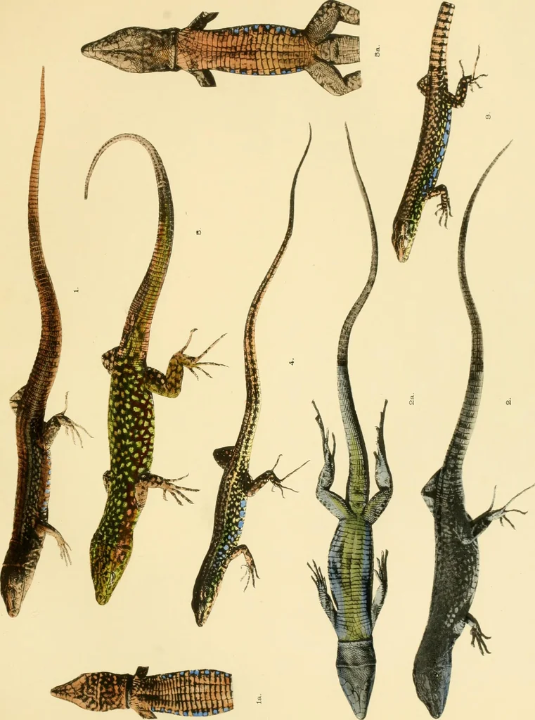 An illustration from A contribution to our knowledge of the varieties of the wall-lizard (Lacerta muralis) in Western Europe and North Africa, 1905, leaf 86