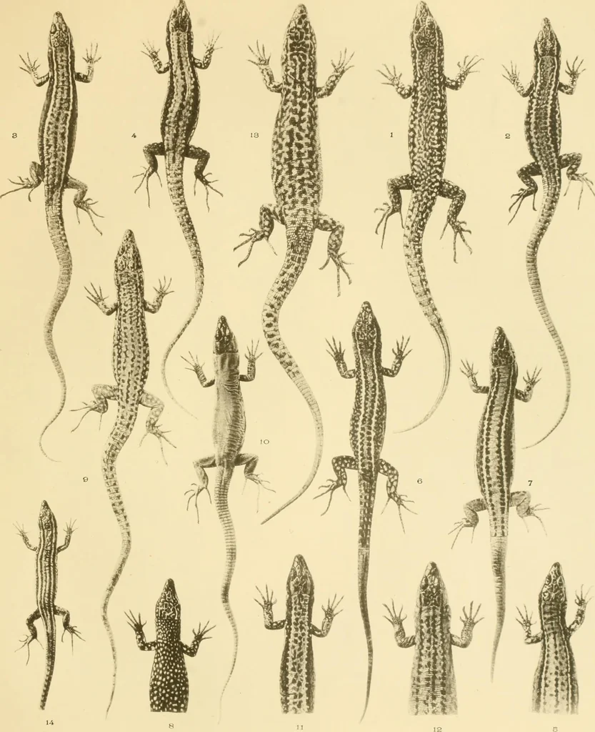 An illustration from A contribution to our knowledge of the varieties of the wall-lizard (Lacerta muralis) in Western Europe and North Africa, 1905, leaf 90