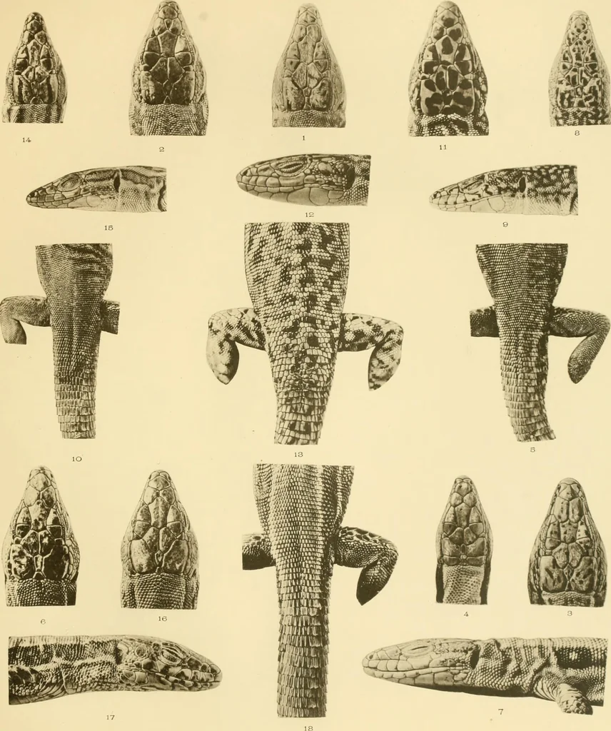 An illustration from A contribution to our knowledge of the varieties of the wall-lizard (Lacerta muralis) in Western Europe and North Africa, 1905, leaf 94