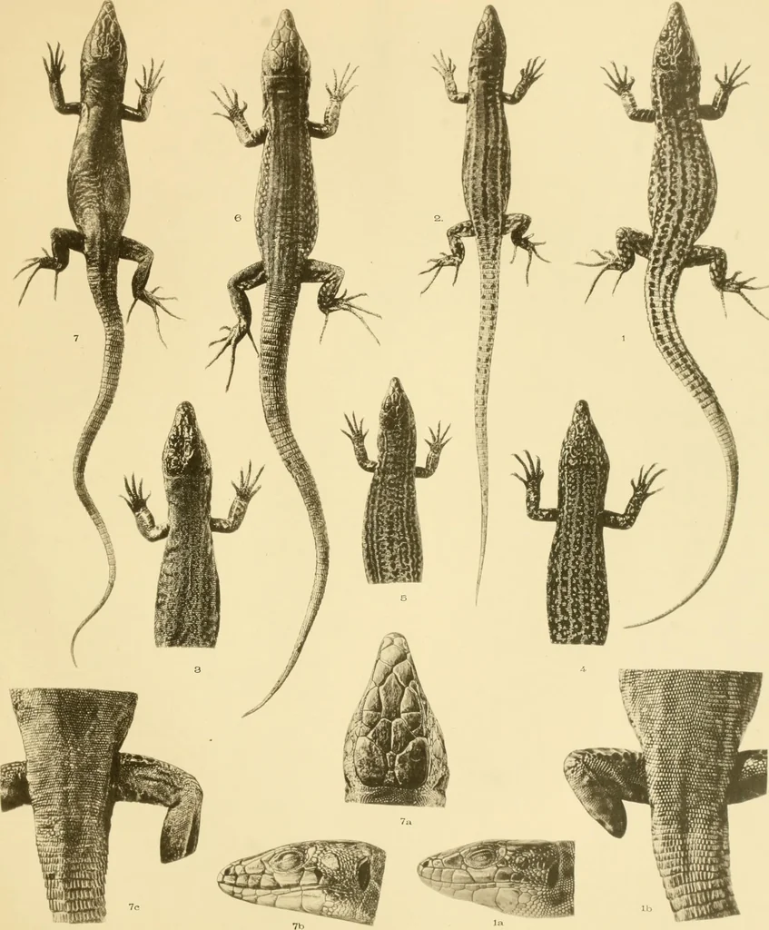 An illustration from A contribution to our knowledge of the varieties of the wall-lizard (Lacerta muralis) in Western Europe and North Africa, 1905, leaf 98