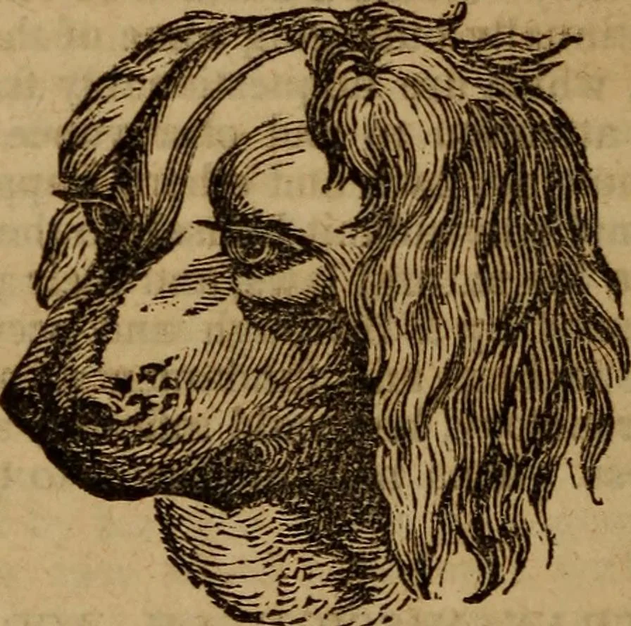 An illustration from Coombs' popular phrenology:, 1865, leaf 103