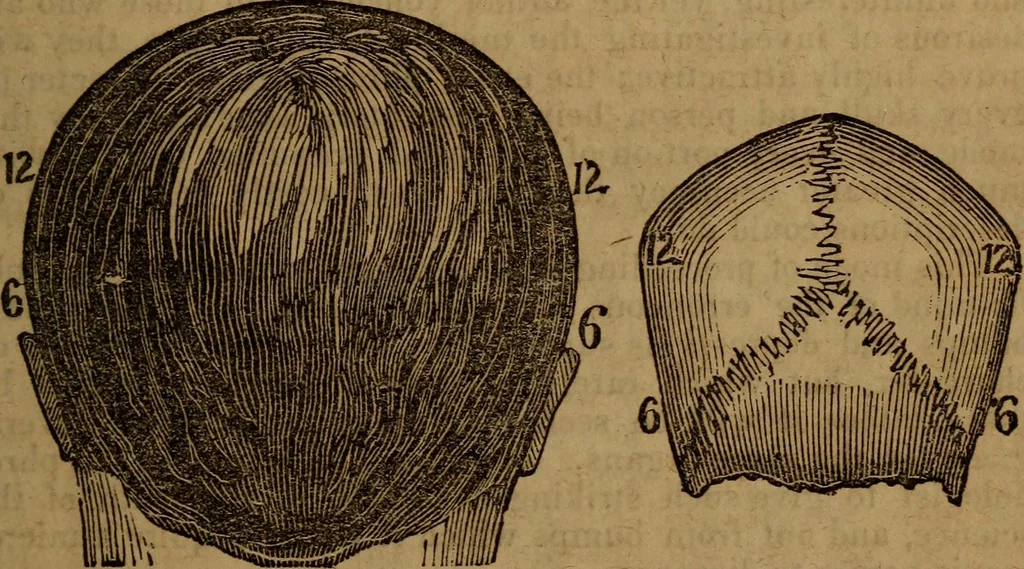 An illustration from Coombs' popular phrenology:, 1865, leaf 18