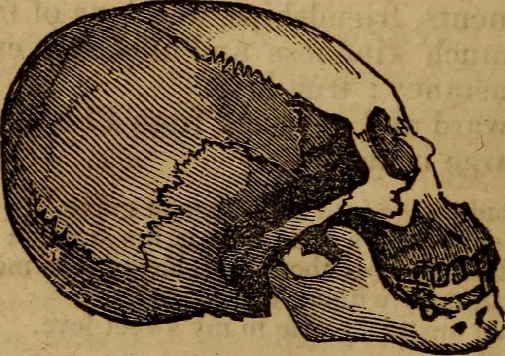 An illustration from Coombs' popular phrenology:, 1865, leaf 37
