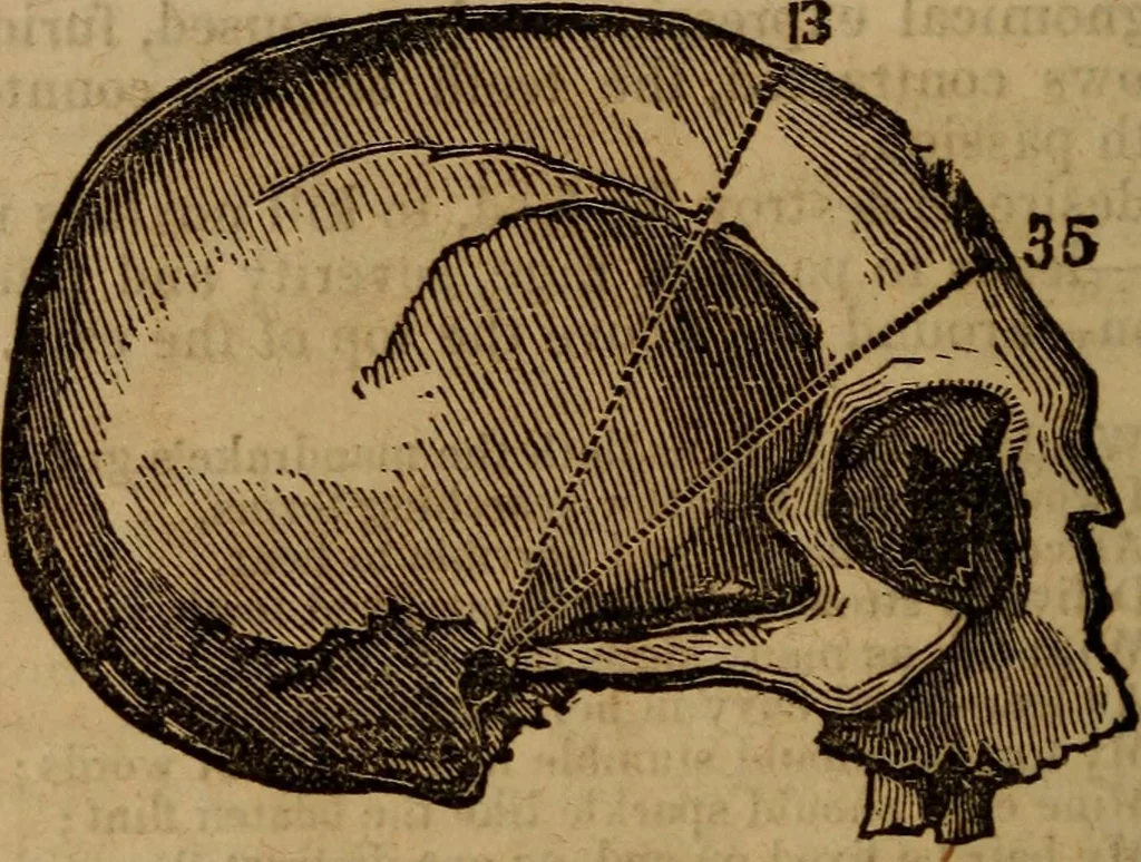 An illustration from Coombs' popular phrenology:, 1865, leaf 41