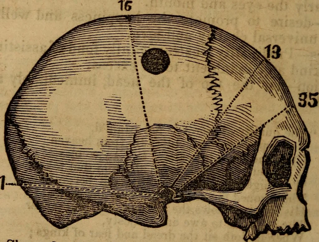 An illustration from Coombs' popular phrenology:, 1865, leaf 49