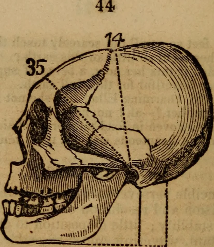 An illustration from Coombs' popular phrenology:, 1865, leaf 53