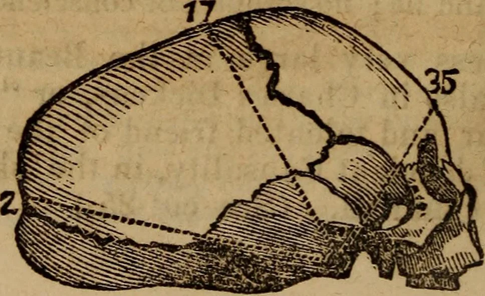 An illustration from Coombs' popular phrenology:, 1865, leaf 53