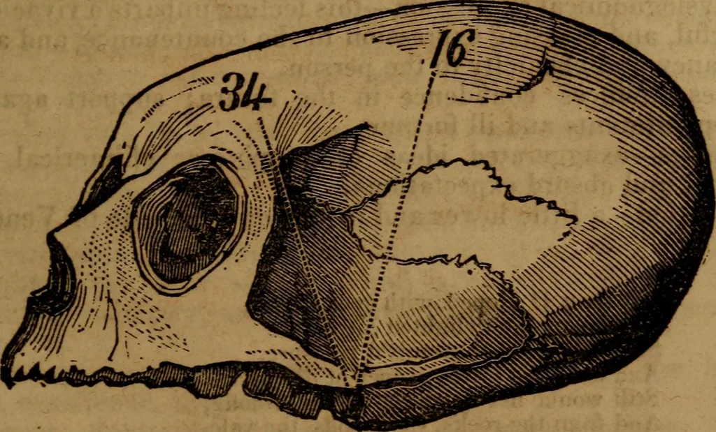 An illustration from Coombs' popular phrenology:, 1865, leaf 54