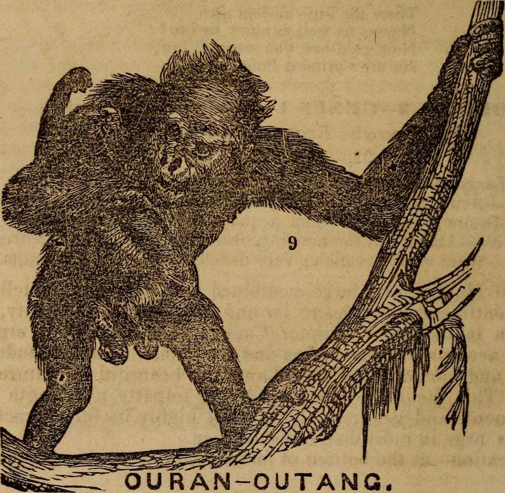 An illustration from Coombs' popular phrenology:, 1865, leaf 61