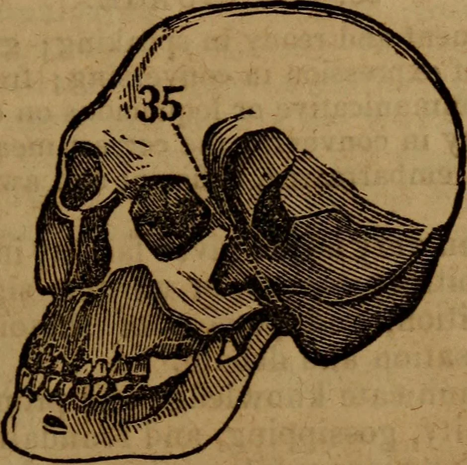 An illustration from Coombs' popular phrenology:, 1865, leaf 72