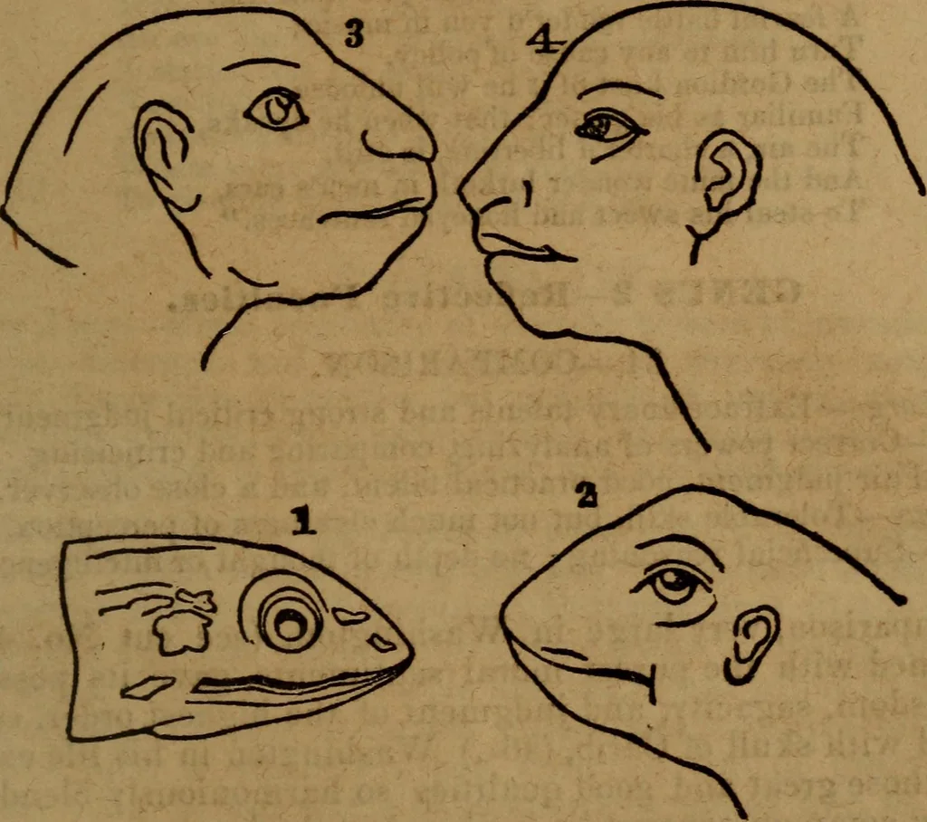 An illustration from Coombs' popular phrenology:, 1865, leaf 72