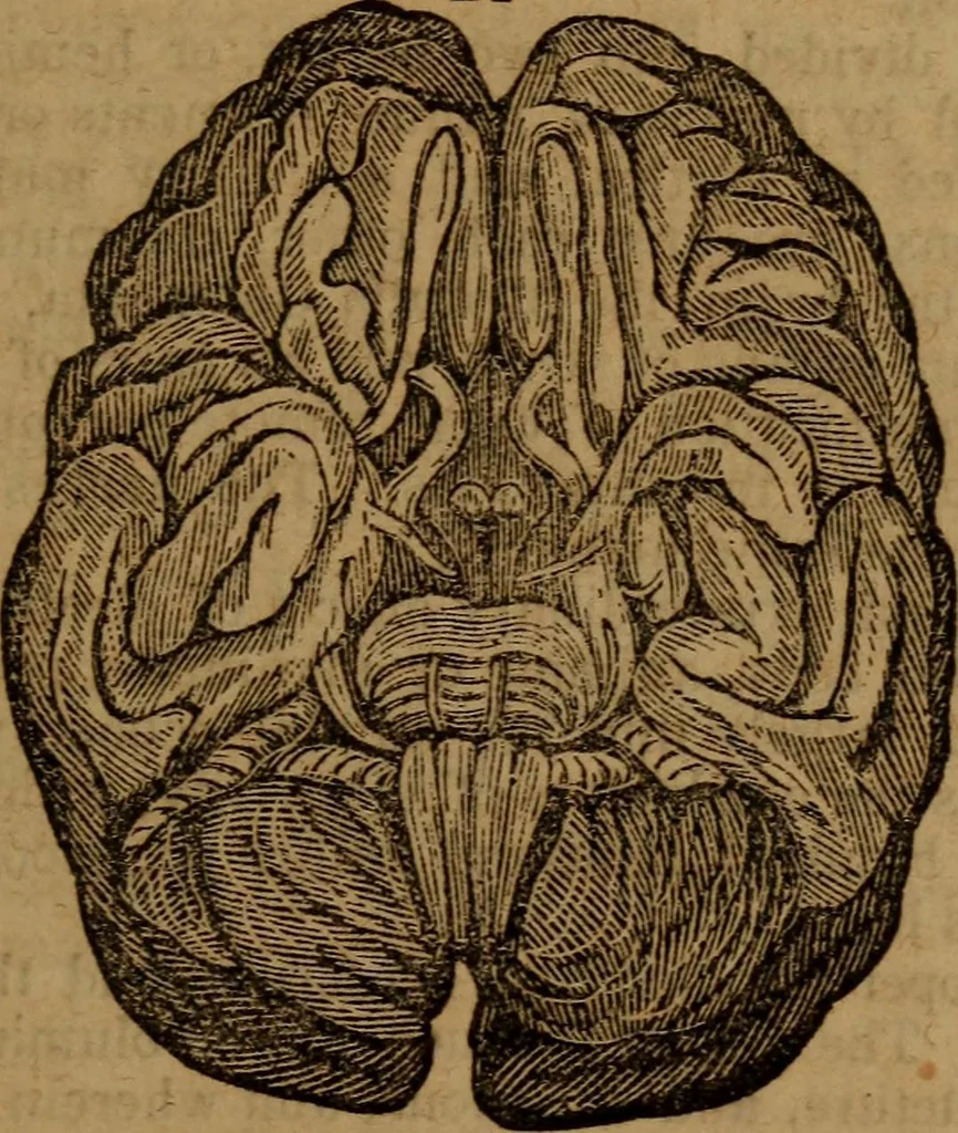 An illustration from Coombs' popular phrenology:, 1865, leaf 82