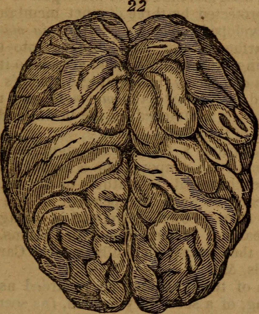 An illustration from Coombs' popular phrenology:, 1865, leaf 82