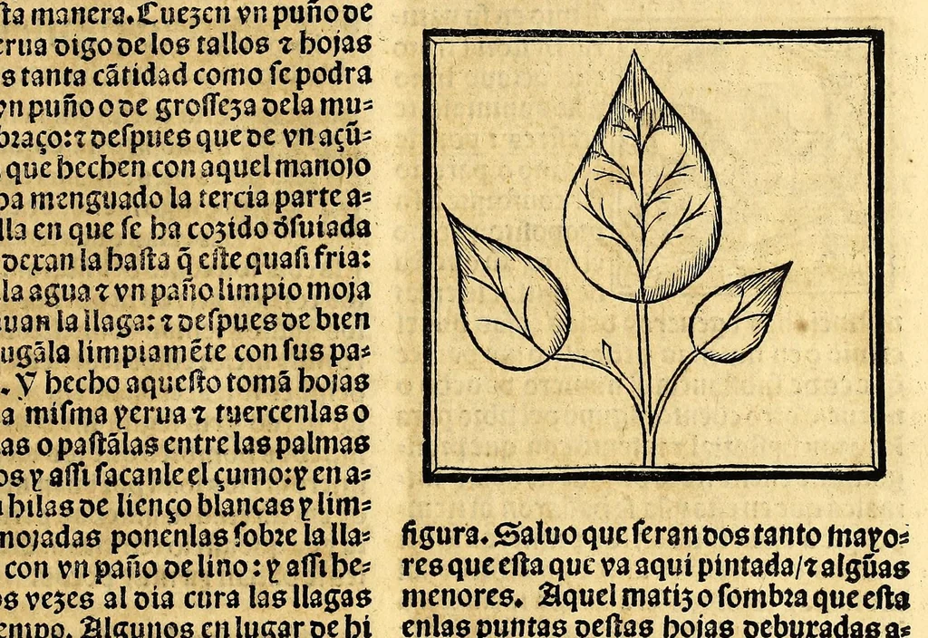 An illustration from Coronica delas Indias. La hystoria general de las Indias agora nueuamente impressa corregida y emendada. 1547 : y con la conquista del Peru, 1547, leaf 209