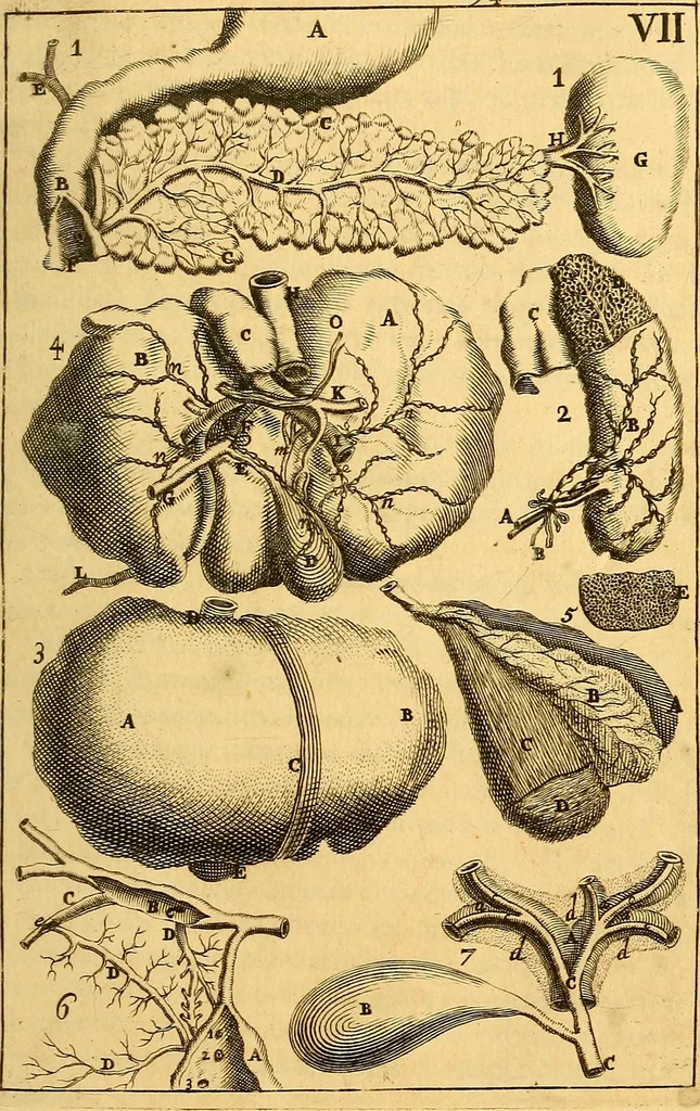 An illustration from Corporis humani anatomia : in qua omnia tam veterum, quam recentiorum anatomicarum inventa methodo novâ & intellectu facillimâ describuntur, ac tabulis aeneis repraesentantur, 1693, leaf 104