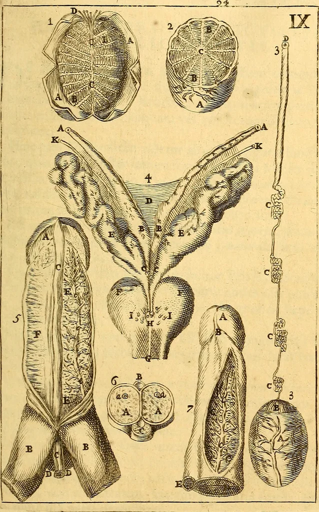 An illustration from Corporis humani anatomia : in qua omnia tam veterum, quam recentiorum anatomicarum inventa methodo novâ & intellectu facillimâ describuntur, ac tabulis aeneis repraesentantur, 1693, leaf 128