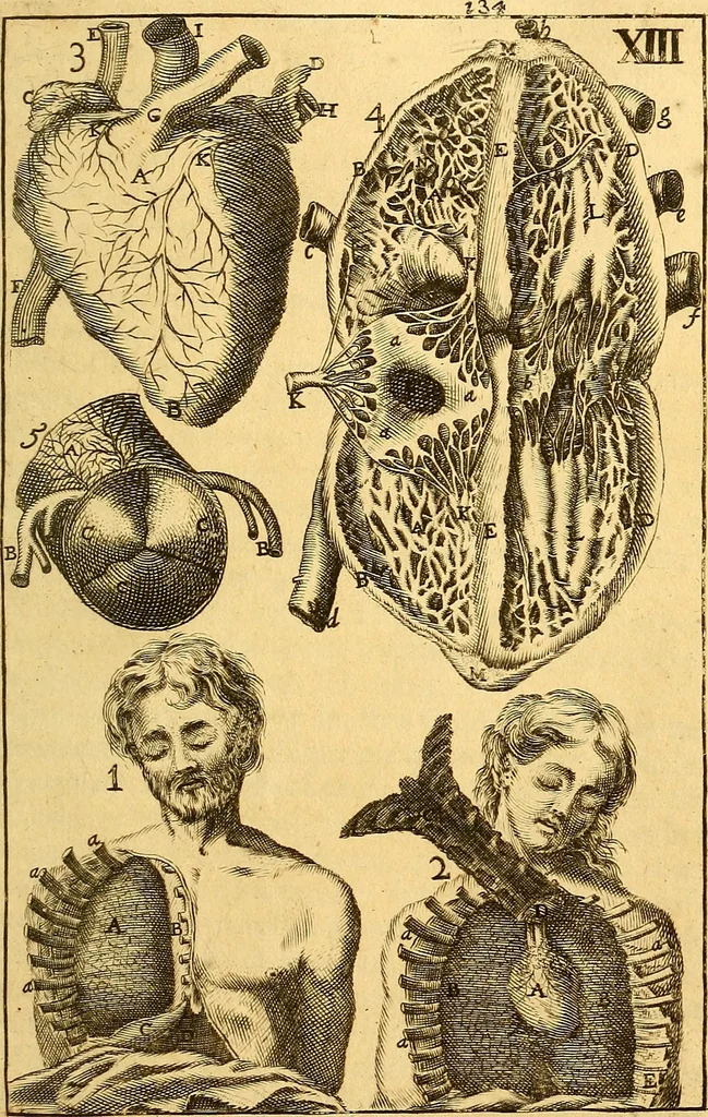 An illustration from Corporis humani anatomia : in qua omnia tam veterum, quam recentiorum anatomicarum inventa methodo novâ & intellectu facillimâ describuntur, ac tabulis aeneis repraesentantur, 1693, leaf 176