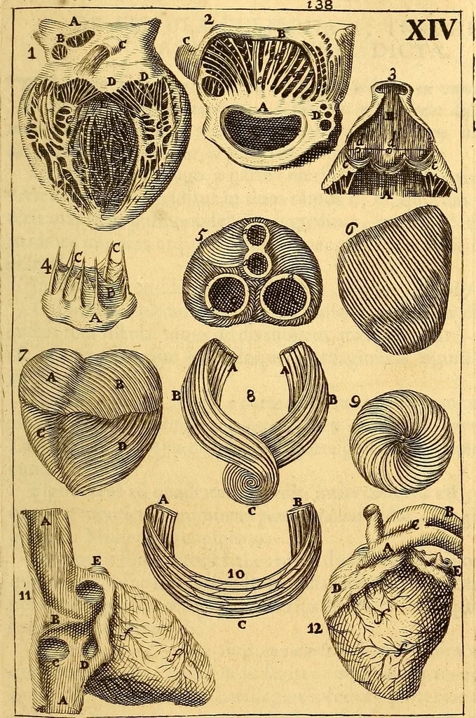 An illustration from Corporis humani anatomia : in qua omnia tam veterum, quam recentiorum anatomicarum inventa methodo novâ & intellectu facillimâ describuntur, ac tabulis aeneis repraesentantur, 1693, leaf 182