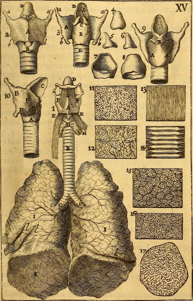 An illustration from Corporis humani anatomia : in qua omnia tam veterum, quam recentiorum anatomicarum inventa methodo novâ & intellectu facillimâ describuntur, ac tabulis aeneis repraesentantur, 1693, leaf 192