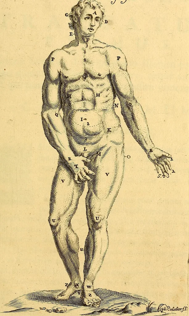 An illustration from Corporis humani anatomia : in qua omnia tam veterum, quam recentiorum anatomicarum inventa methodo novâ & intellectu facillimâ describuntur, ac tabulis aeneis repraesentantur, 1693, leaf 20