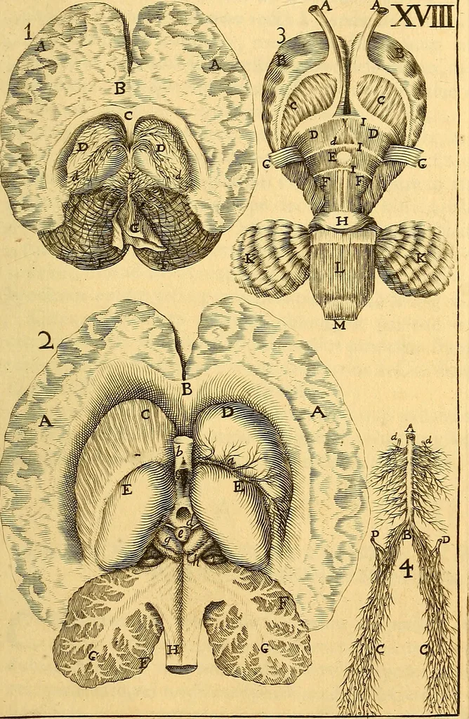 An illustration from Corporis humani anatomia : in qua omnia tam veterum, quam recentiorum anatomicarum inventa methodo novâ & intellectu facillimâ describuntur, ac tabulis aeneis repraesentantur, 1693, leaf 232