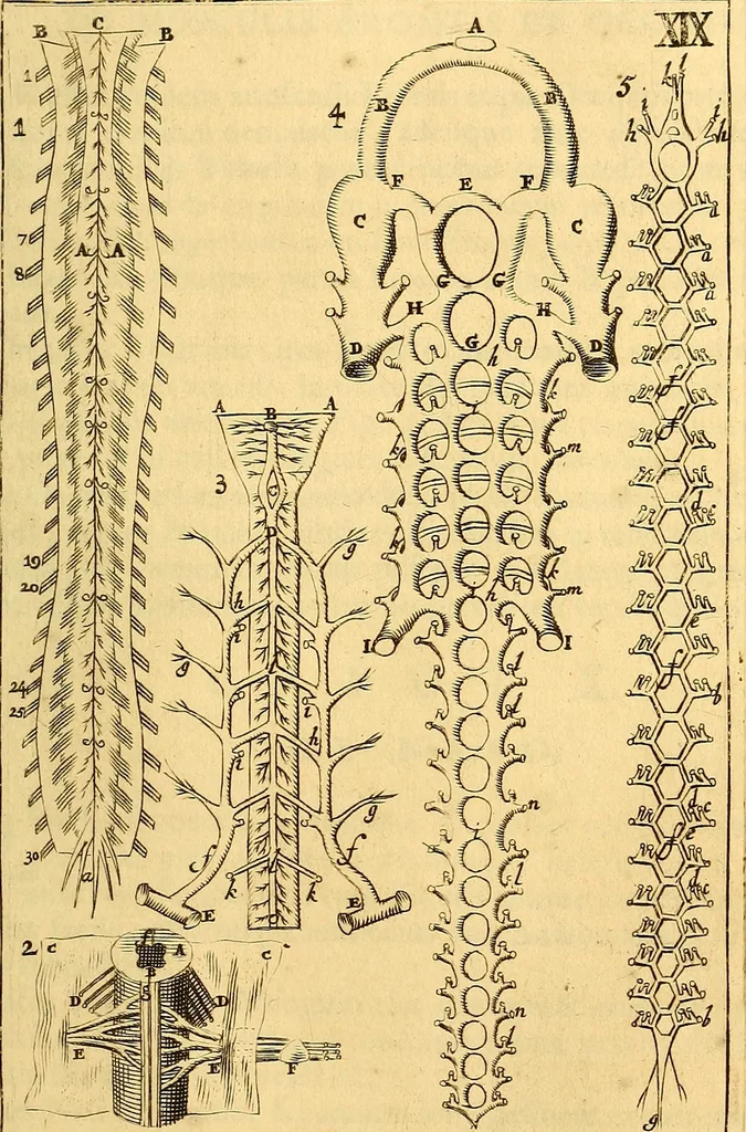 An illustration from Corporis humani anatomia : in qua omnia tam veterum, quam recentiorum anatomicarum inventa methodo novâ & intellectu facillimâ describuntur, ac tabulis aeneis repraesentantur, 1693, leaf 244