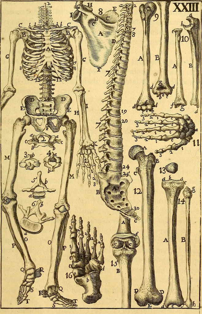 An illustration from Corporis humani anatomia : in qua omnia tam veterum, quam recentiorum anatomicarum inventa methodo novâ & intellectu facillimâ describuntur, ac tabulis aeneis repraesentantur, 1693, leaf 318