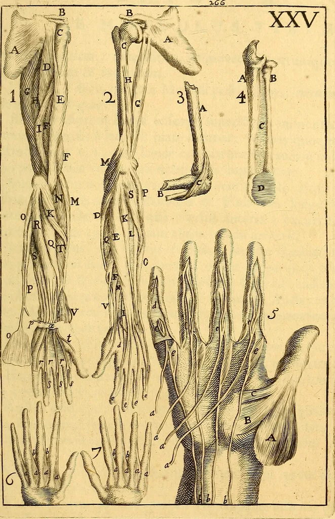 An illustration from Corporis humani anatomia : in qua omnia tam veterum, quam recentiorum anatomicarum inventa methodo novâ & intellectu facillimâ describuntur, ac tabulis aeneis repraesentantur, 1693, leaf 342