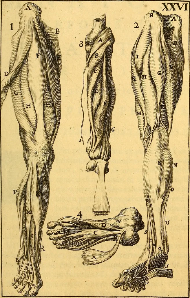 An illustration from Corporis humani anatomia : in qua omnia tam veterum, quam recentiorum anatomicarum inventa methodo novâ & intellectu facillimâ describuntur, ac tabulis aeneis repraesentantur, 1693, leaf 350