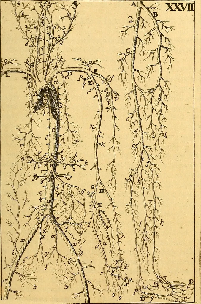 An illustration from Corporis humani anatomia : in qua omnia tam veterum, quam recentiorum anatomicarum inventa methodo novâ & intellectu facillimâ describuntur, ac tabulis aeneis repraesentantur, 1693, leaf 360