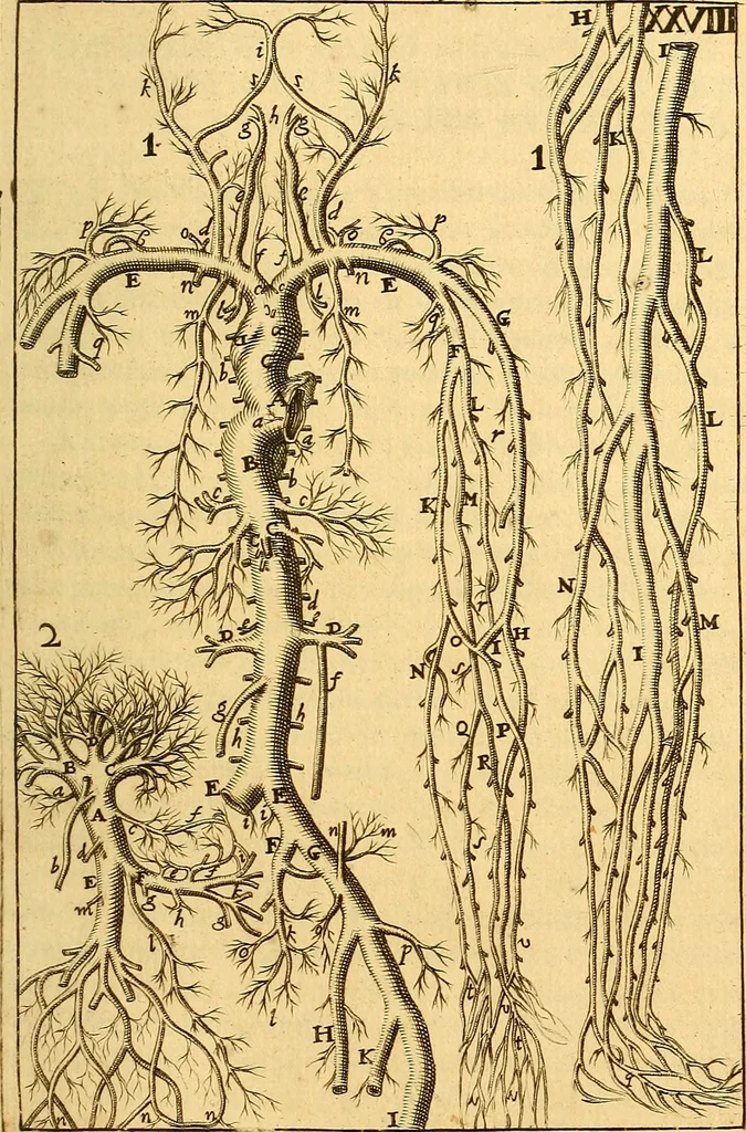 An illustration from Corporis humani anatomia : in qua omnia tam veterum, quam recentiorum anatomicarum inventa methodo novâ & intellectu facillimâ describuntur, ac tabulis aeneis repraesentantur, 1693, leaf 372