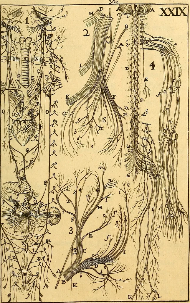 An illustration from Corporis humani anatomia : in qua omnia tam veterum, quam recentiorum anatomicarum inventa methodo novâ & intellectu facillimâ describuntur, ac tabulis aeneis repraesentantur, 1693, leaf 384