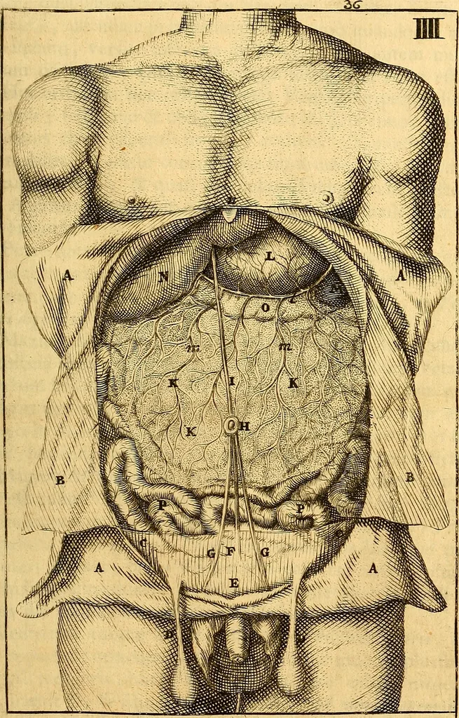 An illustration from Corporis humani anatomia : in qua omnia tam veterum, quam recentiorum anatomicarum inventa methodo novâ & intellectu facillimâ describuntur, ac tabulis aeneis repraesentantur, 1693, leaf 58
