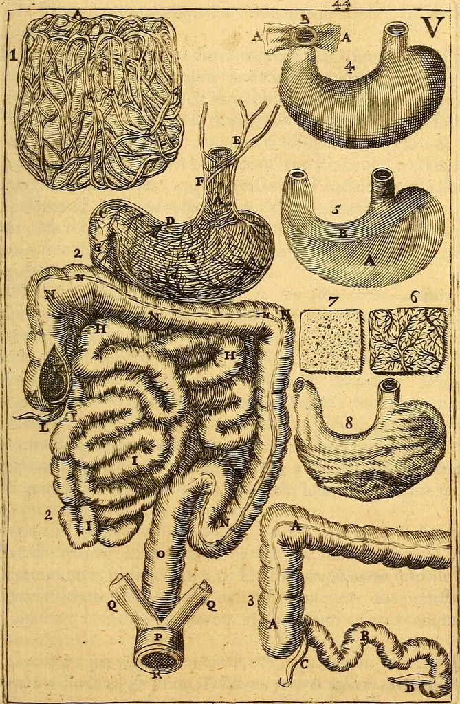 An illustration from Corporis humani anatomia : in qua omnia tam veterum, quam recentiorum anatomicarum inventa methodo novâ & intellectu facillimâ describuntur, ac tabulis aeneis repraesentantur, 1693, leaf 68