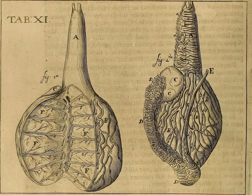 An illustration from Corporis humani disquisitio anatomica : in qua sanguinis circulationem in quavis corporis particula plurimis typis novis, 1651, leaf 109
