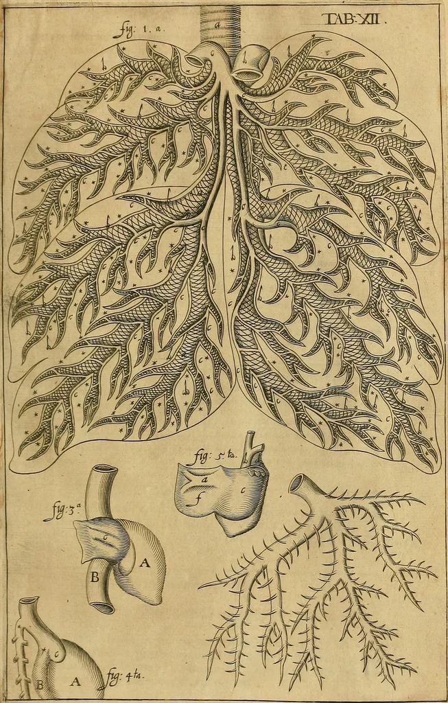 An illustration from Corporis humani disquisitio anatomica : in qua sanguinis circulationem in quavis corporis particula plurimis typis novis, 1651, leaf 150